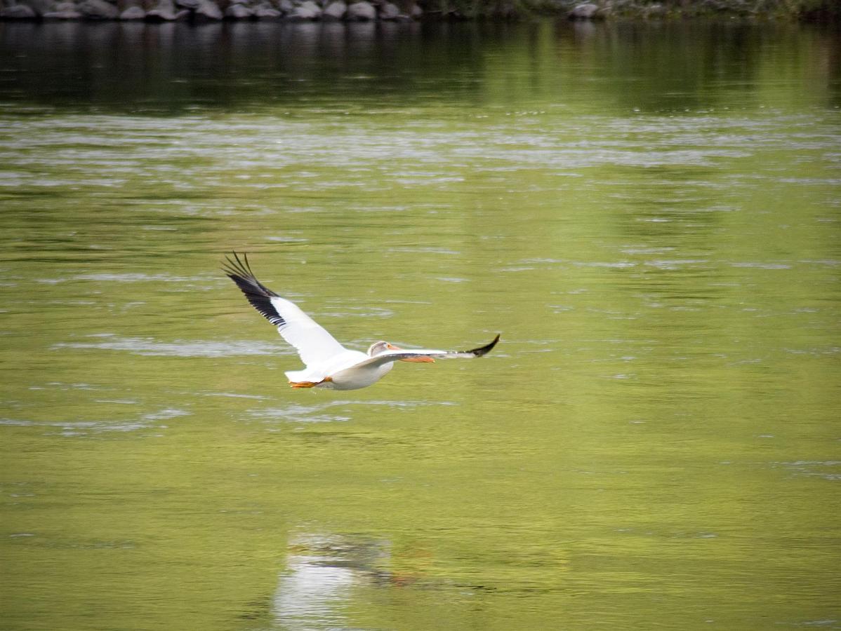 bird over water